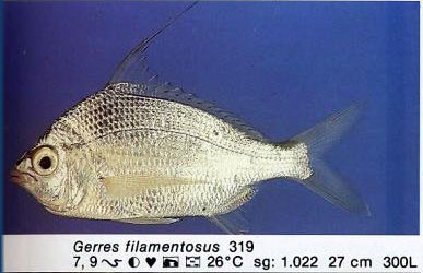 Gerres filamentosus